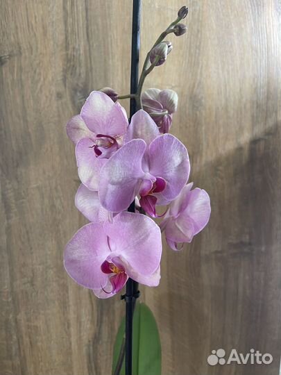 Орхидея фаленопсис хазард