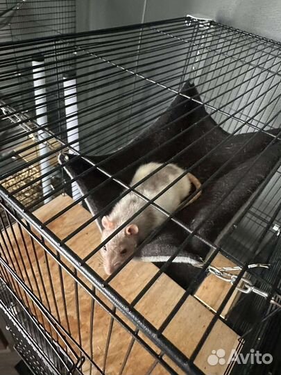 Крыса в добрые руки