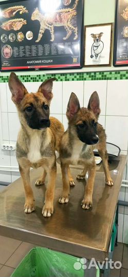 Щенки стерилизованные