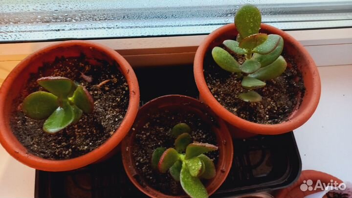 Денежное дерево (толстянка),черенки