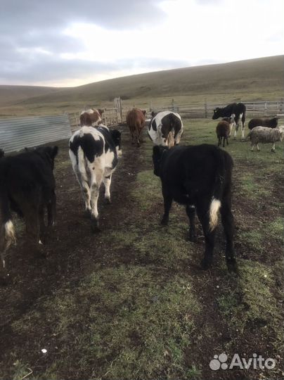 Бык, телки, бараны