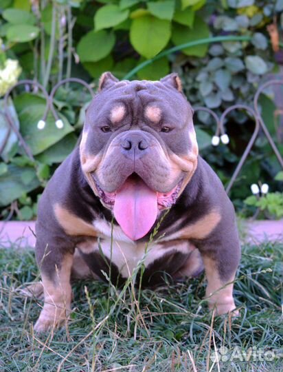 Американский булли вязка/щенки