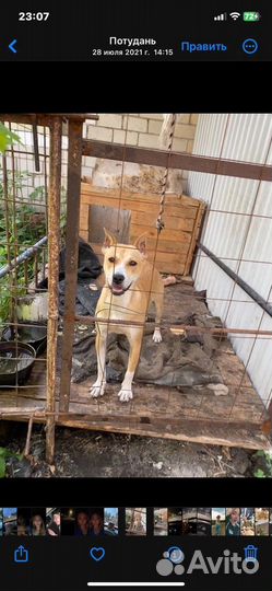 Собака в добрые руки отдам бесплатно