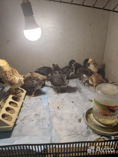 Домашняя птица