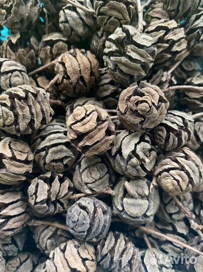 Метасеквойя (шишки)