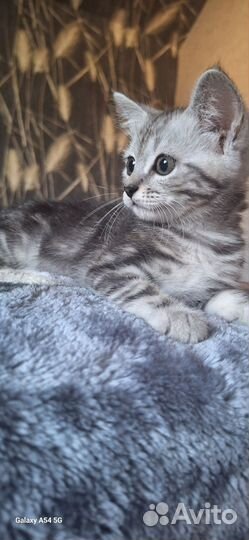 Котенок британка