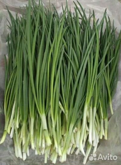 Лук свежий с огорода