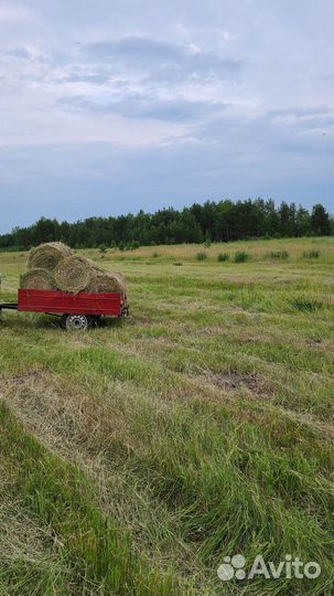 Продам сено в рулонах