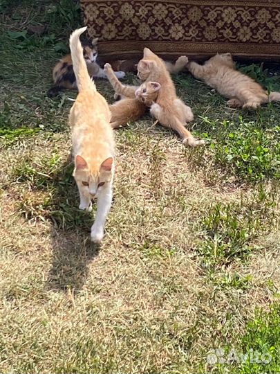 4 рыжих котенка бесплатно