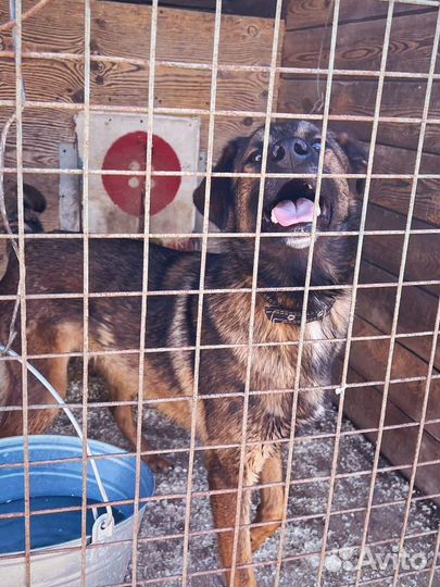 Дружок из приюта