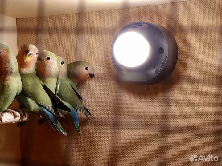 Попугай неразлучники