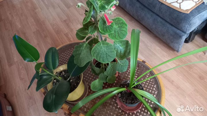 Комнатные цветы