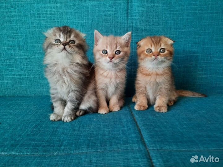 Шотландские котята