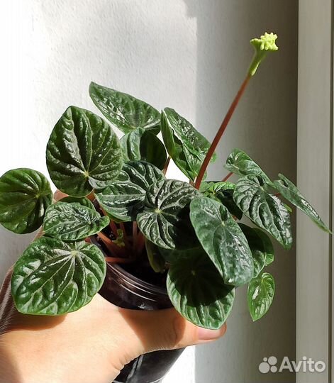 Комнатные растения