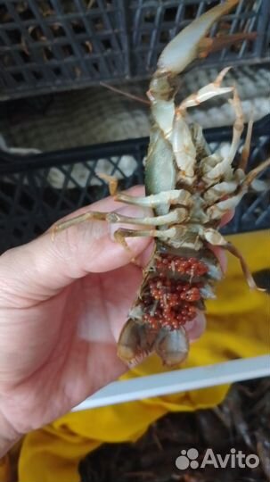 Живые раки