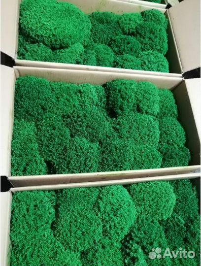 Стабилизированный мох Королевский Ягель