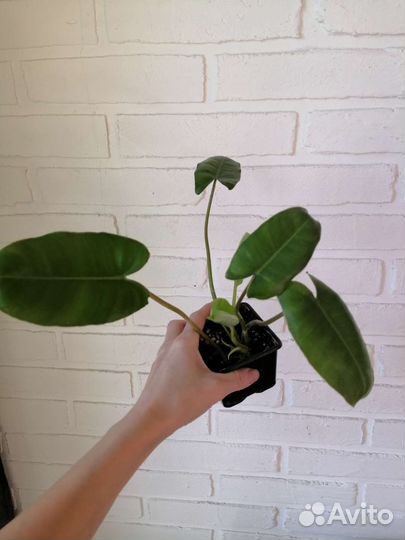 Филодендрон squamiferum, мюленбекия