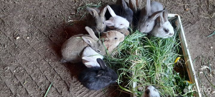 Крольчата