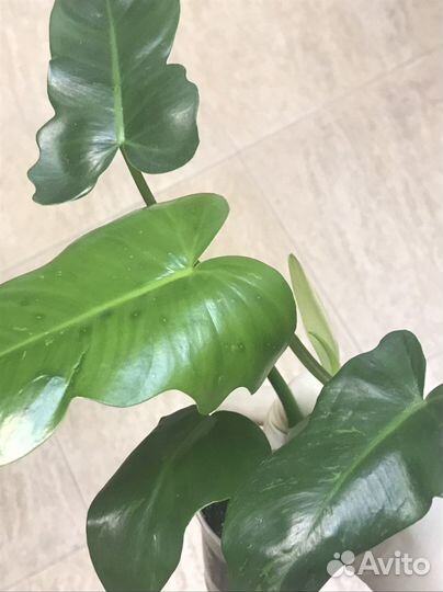 Филодендрон Lime Fiddle