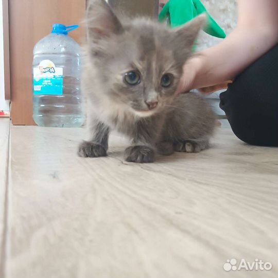 Кошки в добрые руки