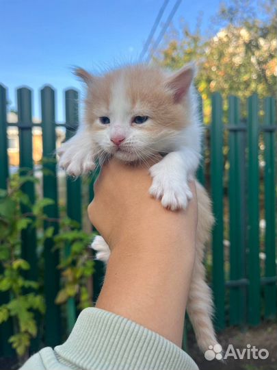 Кошка в дар