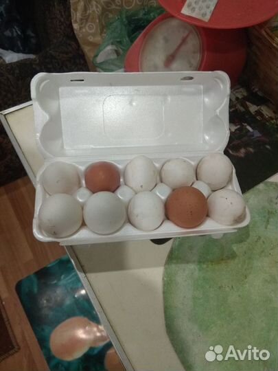 Продам яйца куриные деревенские