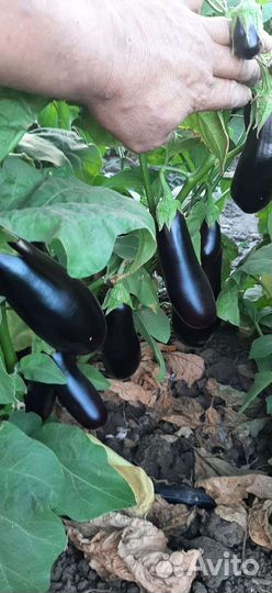 Баклажан оптом