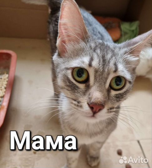 Котята в добрые руки бесплатно