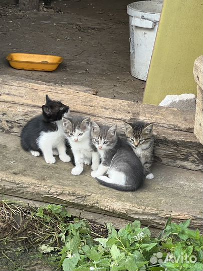 Котята в добрые руки