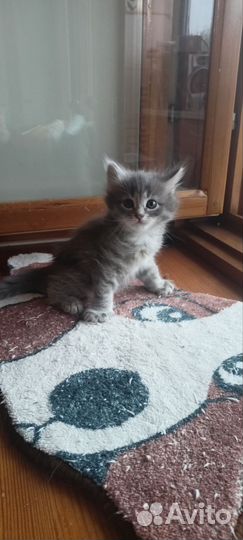 Отдам котят