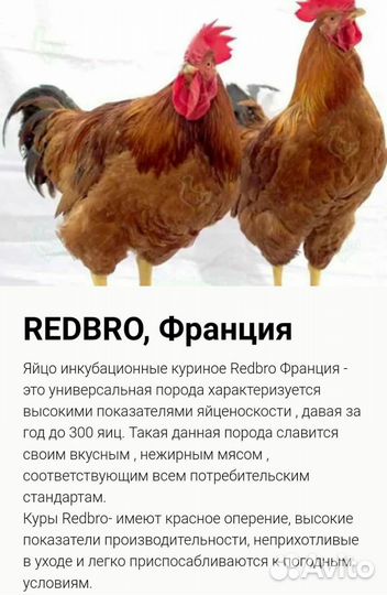 Цветной бройлер редбро
