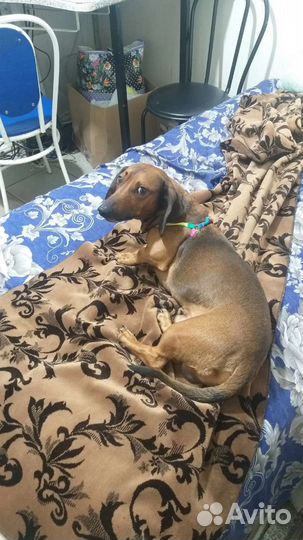 Собака в добрые руки отдам бесплатно