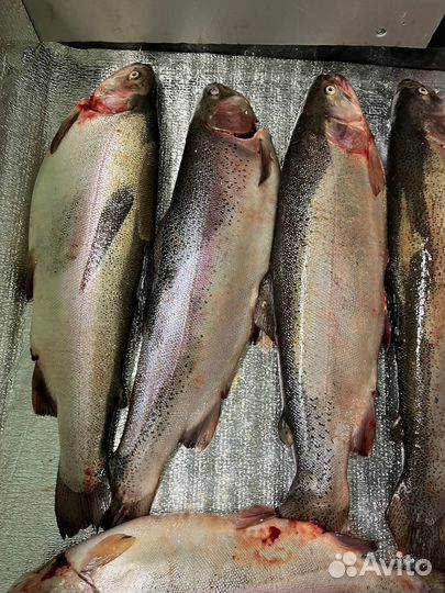 Форель охлажденная