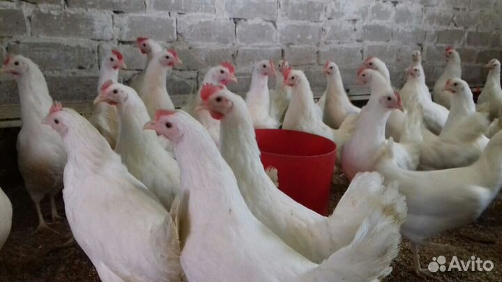 Куры молодки