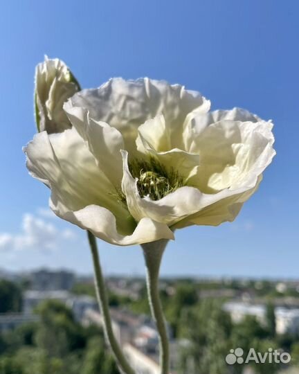 Маки. Цветы из холодного фарфора