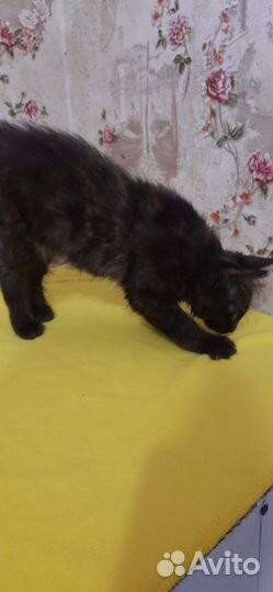 Курилький бобтейл девочка