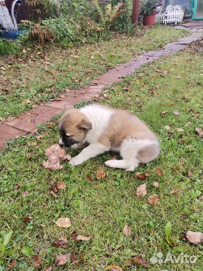 Щенок лайки