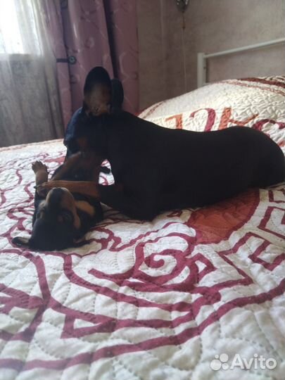 Щенки цвергпинчера