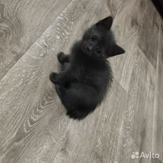 Британская кошка в дар