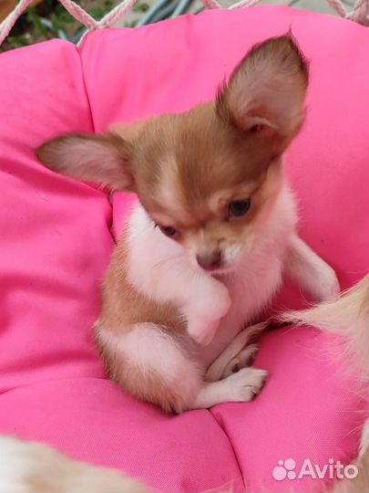 Чихуахуа девочка