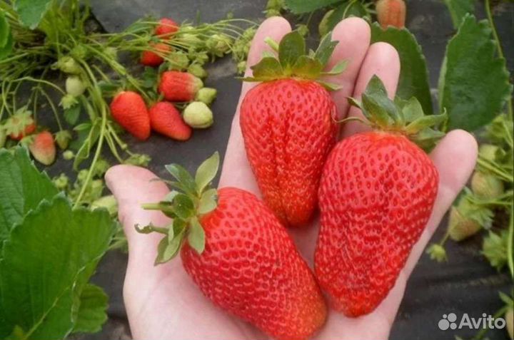 Саженцы клубники