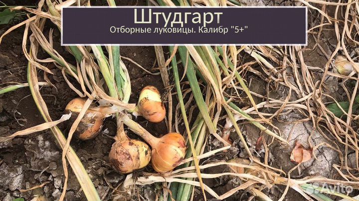 Лук Штутгарт опт