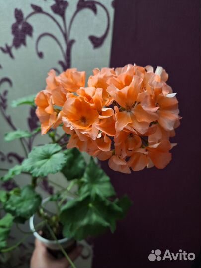 Герань пеларгония