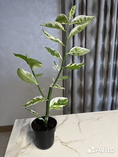 Педилантус