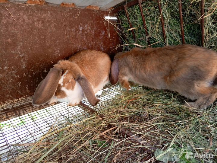 Французский баран