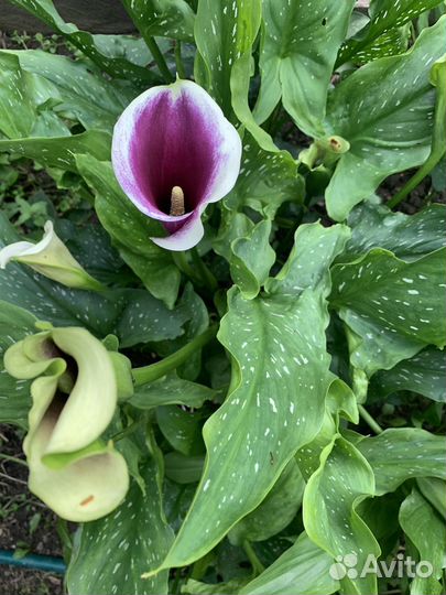 Клубни каллы