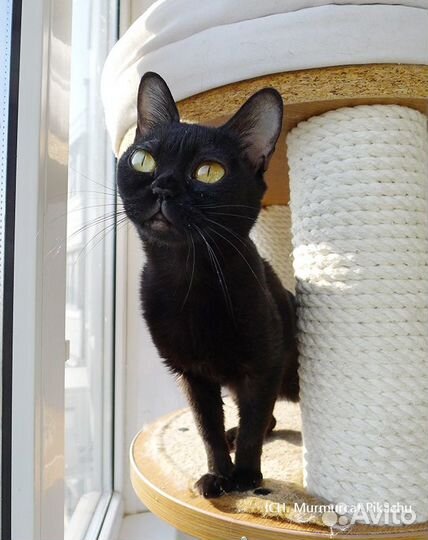 Котята породы Бомбей (Бомбейская )