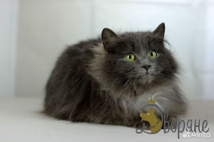 Пристраивается прекрасный кот Василий