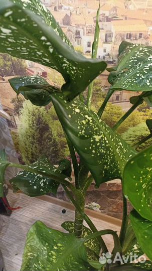 Диффенбахия