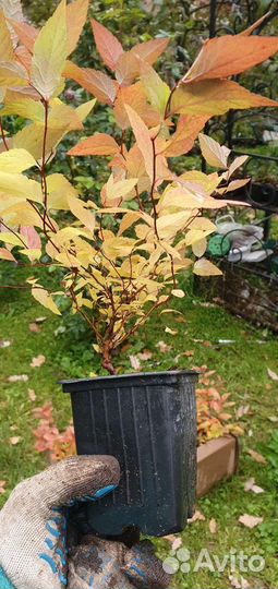 Спирея 10 сортов, грефшейм, карамель, голдмаунд